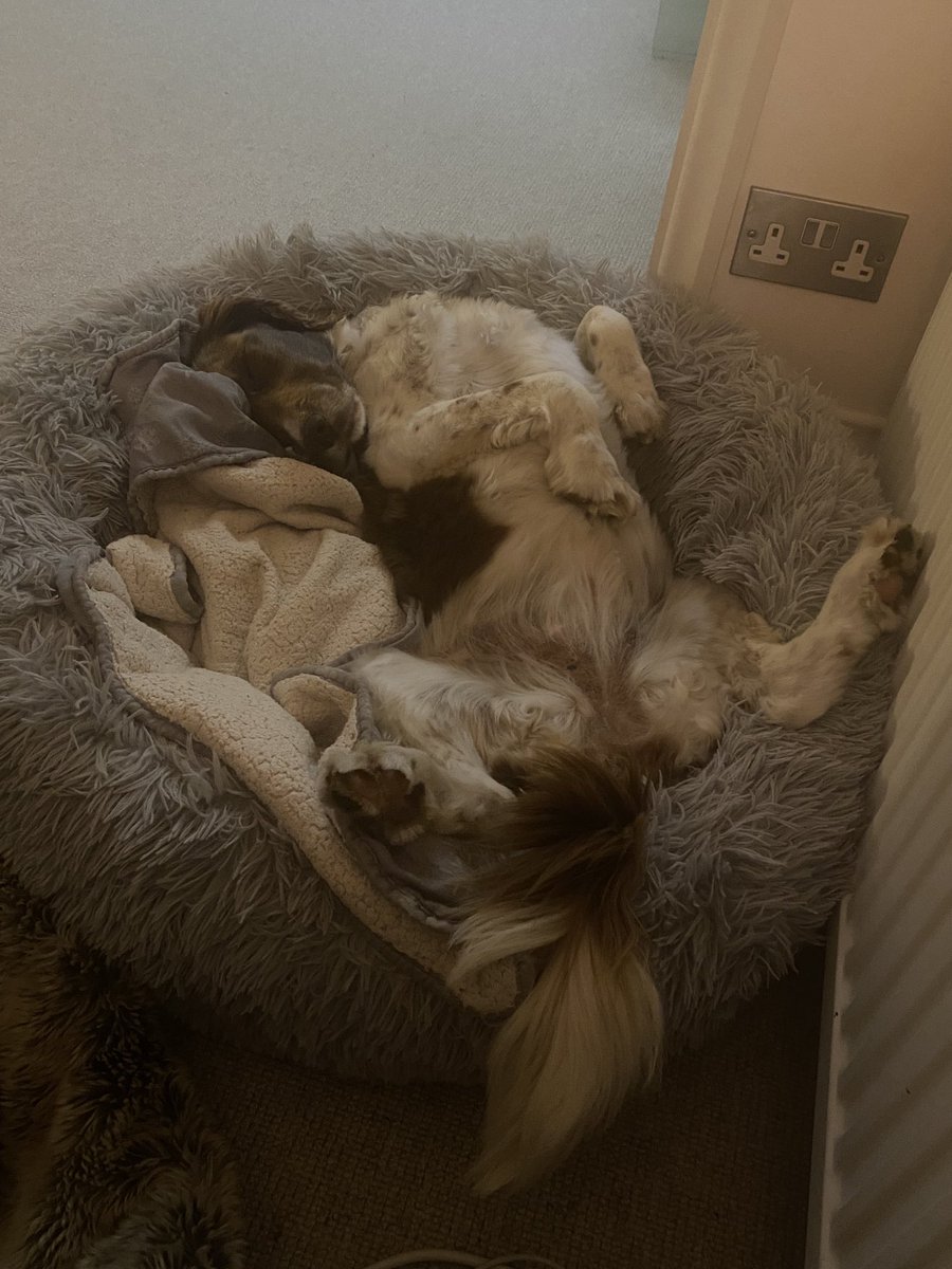 stocksy71's tweet photo. Current view. #Fluffinator π https://t.co/TEG4oureEO