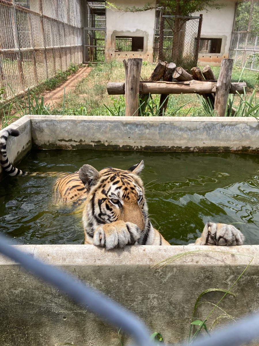 ForTigersOrg's tweet image. Our new blog post provides an overview of how we've continued to help the relocated #TigerTemple #tigers

🐯 fortigers.org/post/tiger-wel… 🐯