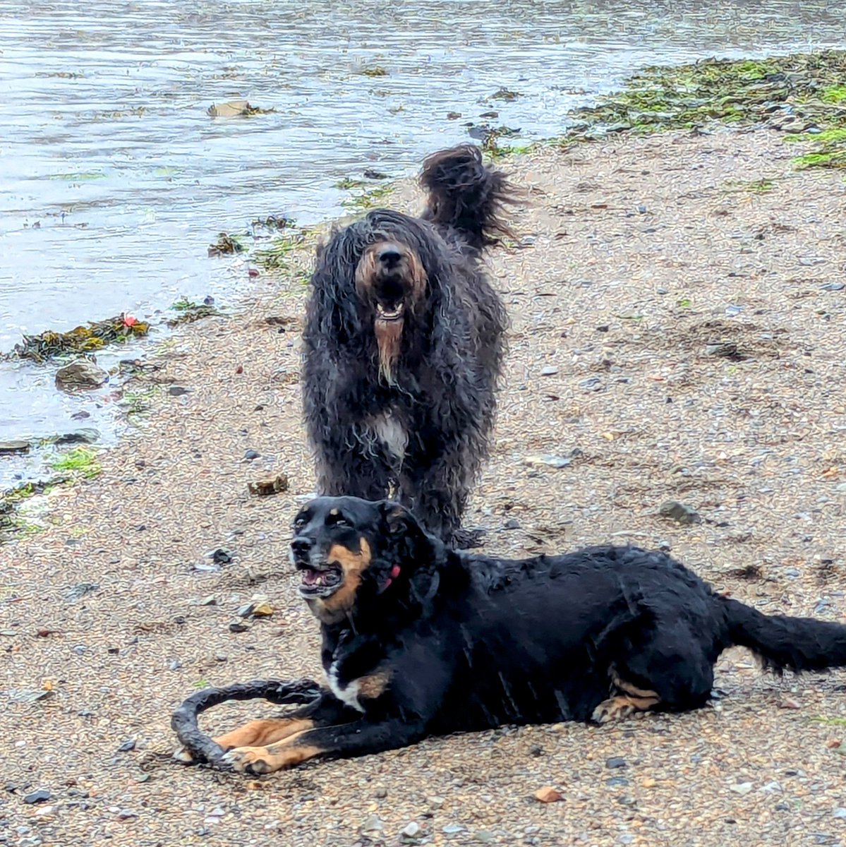 Shouting hooligans on the beach, in the rain...