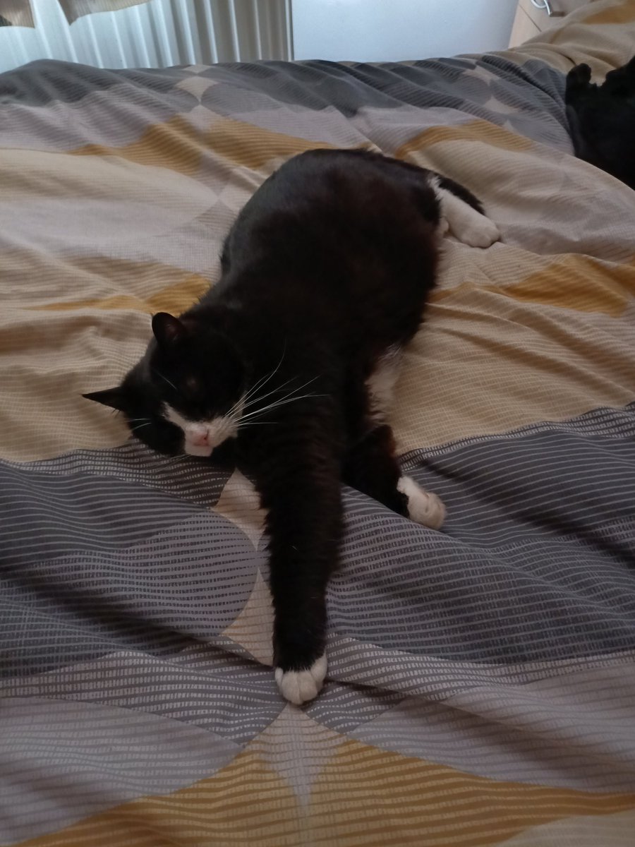 JaneOsborne12's tweet photo. @PostsOfCats https://t.co/8E9sWxGv5a