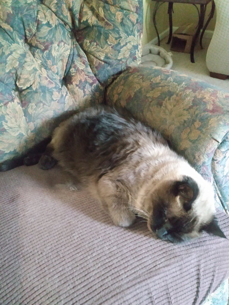 It's Caturday! 
Selene "I'm going to see what mischief I can get into" Diego 
" I'm going to take a nap" 
♥️🐾