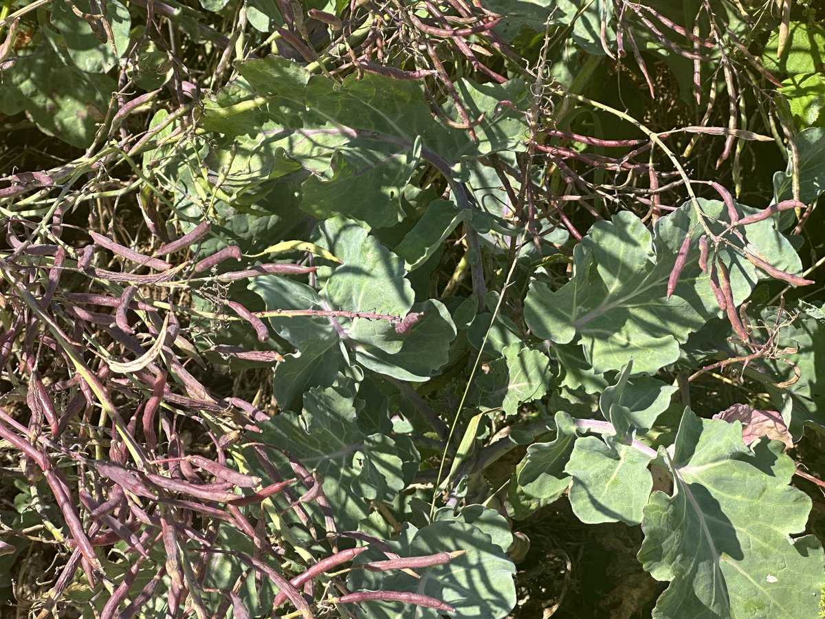 KTATOK's tweet photo. We got a guided stroll from Mel Wrigley of the @nationaltrust in Folkestone's magnificent Warren. Which featured sights of obscure plants such as wild cabbage as well as a swooping peregrine falcon.
Needless to say I am chuffed to now call myself a Geopark ambassador! 2/2 https://t.co/cK9aaCcXTB