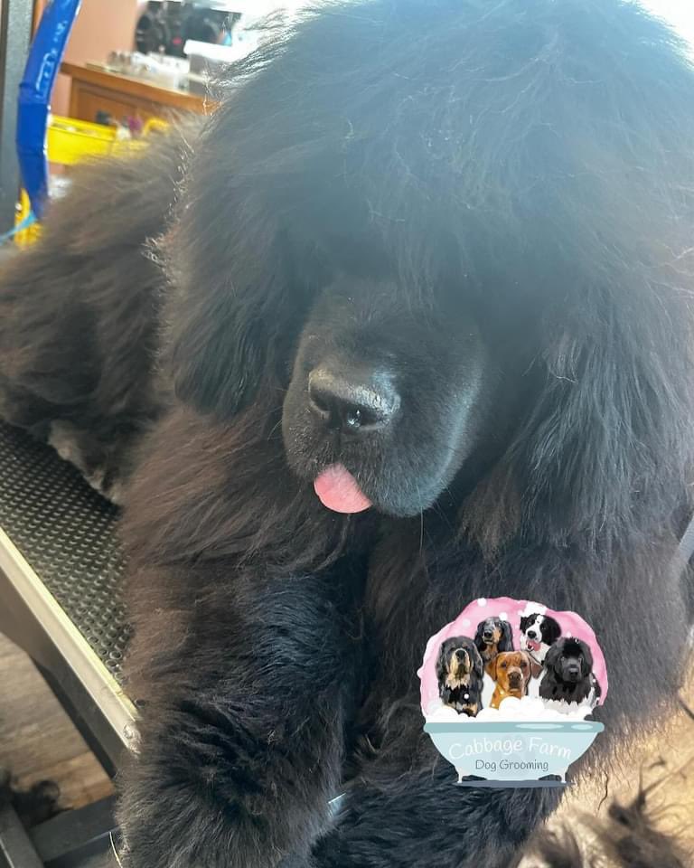 Post groom relaxation #Newfoundland