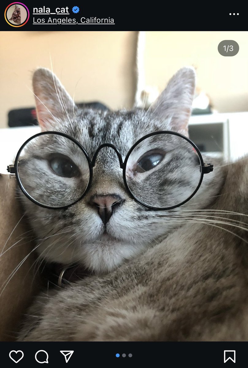 Nala Cat $NALA tweet media