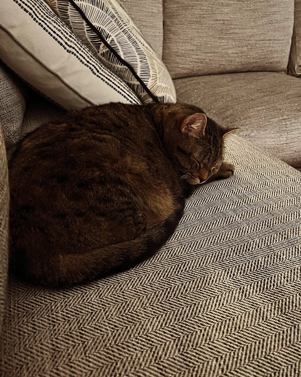 Candiland97's tweet photo. @PostsOfCats https://t.co/Kkqx2Aauas