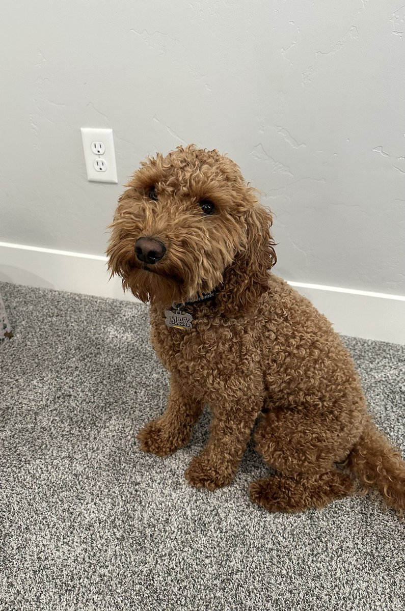 steph_crimson's tweet image. I’m about to give this boy a haircut. Hopefully I don’t mess it up! 🐾 ✂️#notaprofessional