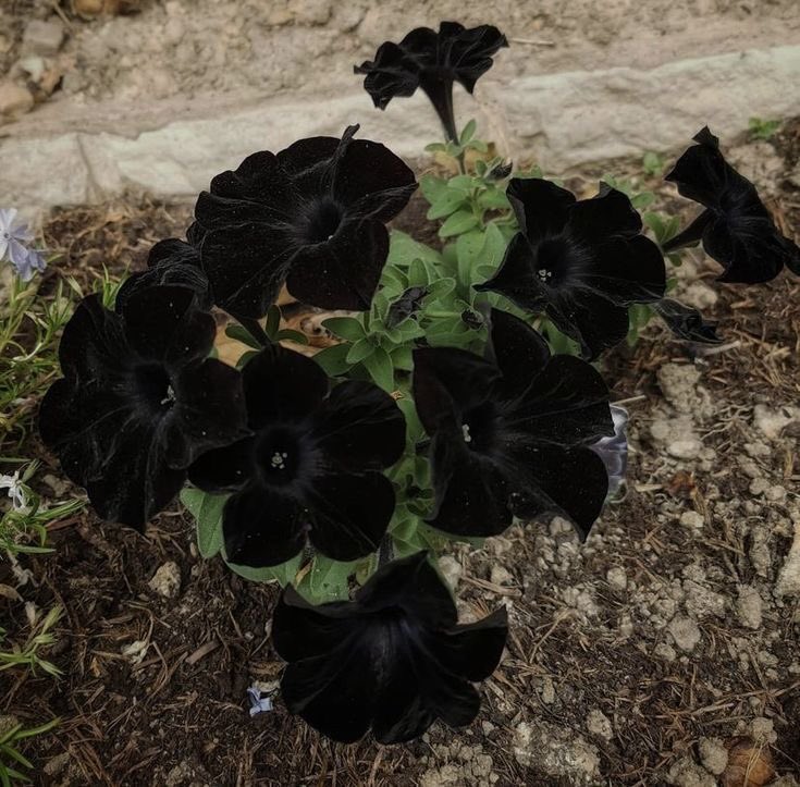 siniyiii's tweet photo. https://t.co/FZlAYWTMq9