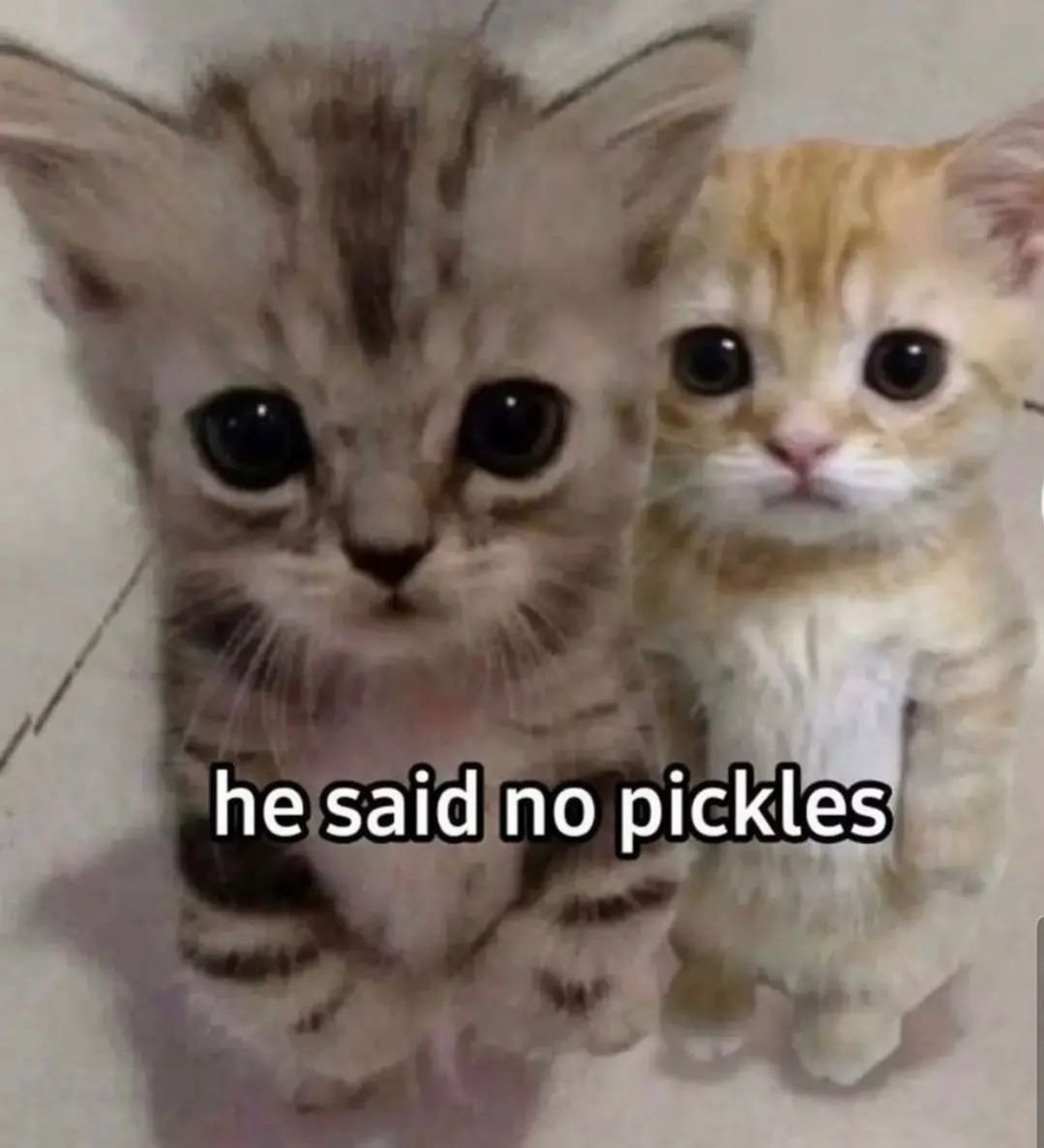 Catsillyness's tweet photo. No pickles 😠 https://t.co/IqdBDN6tMH