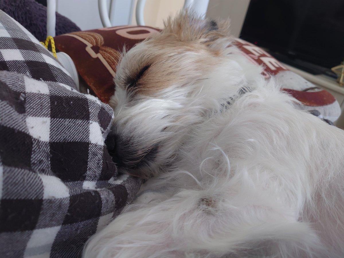 JRT_sasuke's tweet photo. 💤 https://t.co/Tj1tTPpNOc