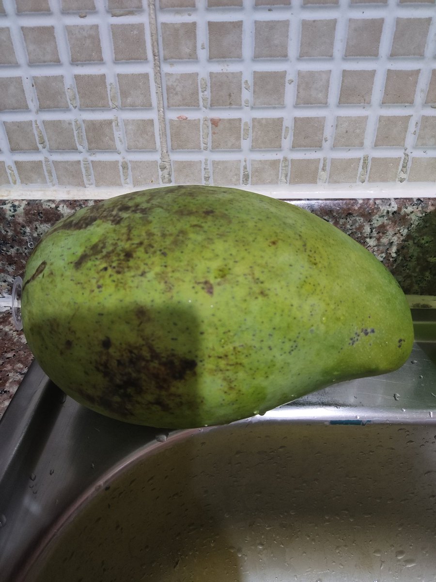 raquellora04's tweet image. Ni lo puedo agarrar para pelarlo!😋 #MangoLover