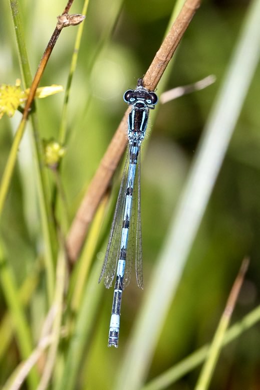 e9doc's tweet image. Southern Damselfly, Latchmore Brook