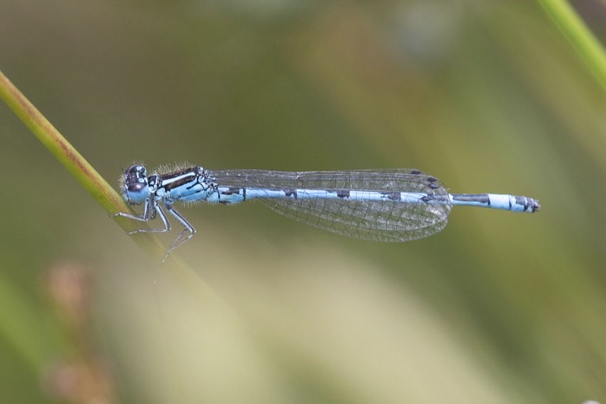 e9doc's tweet image. Southern Damselfly, Latchmore Brook