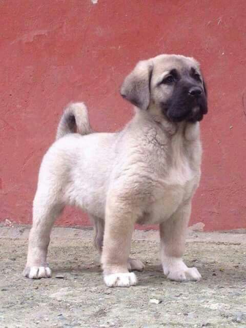 cbalolu's tweet photo. Sosyal medyada köpeklerin insanlara saldırdığı videolarla  doldu. Peki bizim onlara neler yaptıklarımız ..

 Sonunda bir canlı ölecekse bunun neresi makul olabilir https://t.co/yeCvc0qiCC