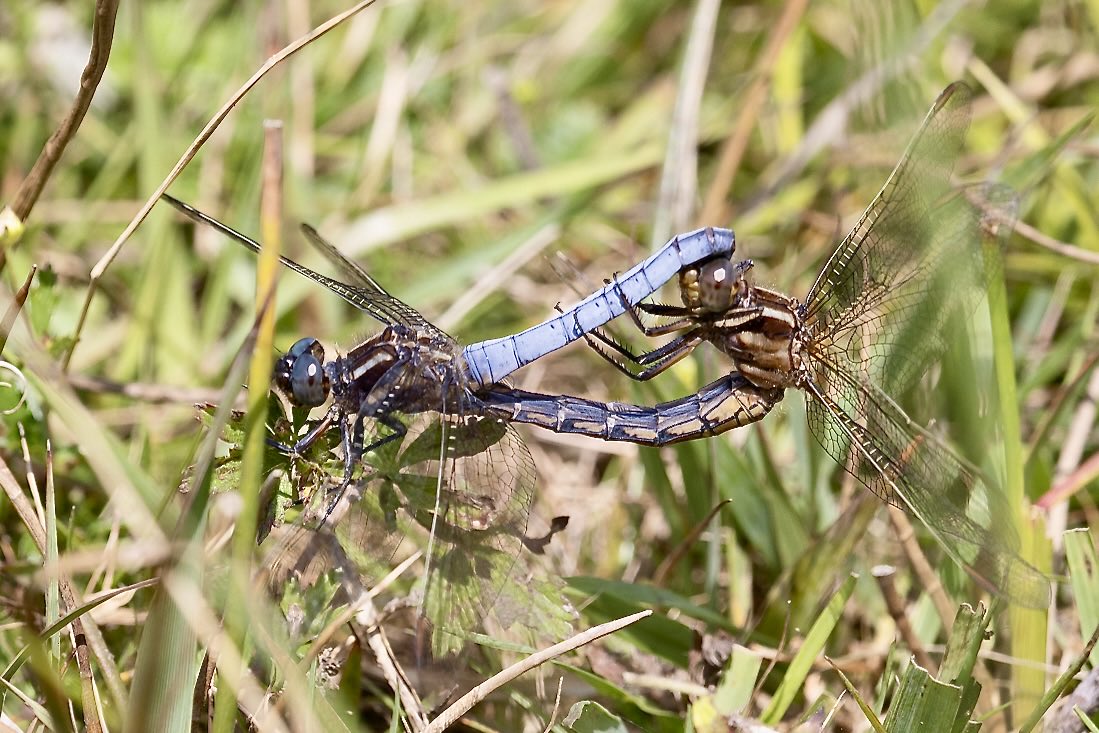 e9doc's tweet image. Keeled Skimmer, Latchmore Brook
