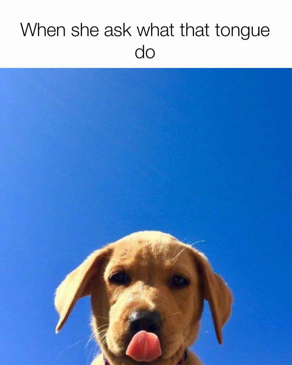 Wagmi Dog tweet media