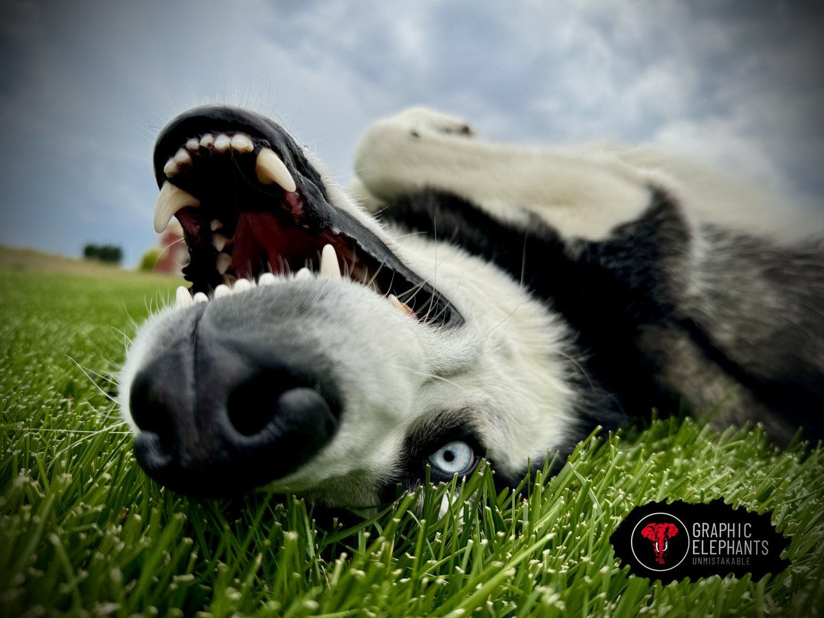 GraphicElephant's tweet photo. Jaxx says it’s gonna be a great week! 🐾 ♥️ 🐕 
Print Life.
.
.
.

#GraphicElephants #ScreenPrinting #ElephantPrints #JaxxTheHusky #Huskies #DogTreats #DogVideos #FurryFriends #FourleggedFriends #CompanyMascots https://t.co/CRGaPT2BDj