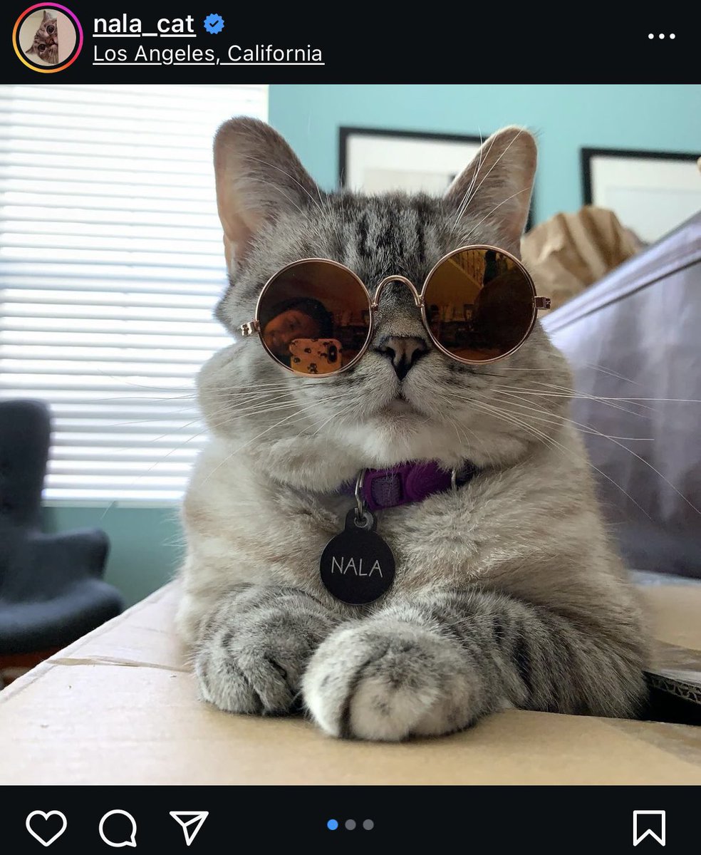 Nala Cat $NALA tweet media