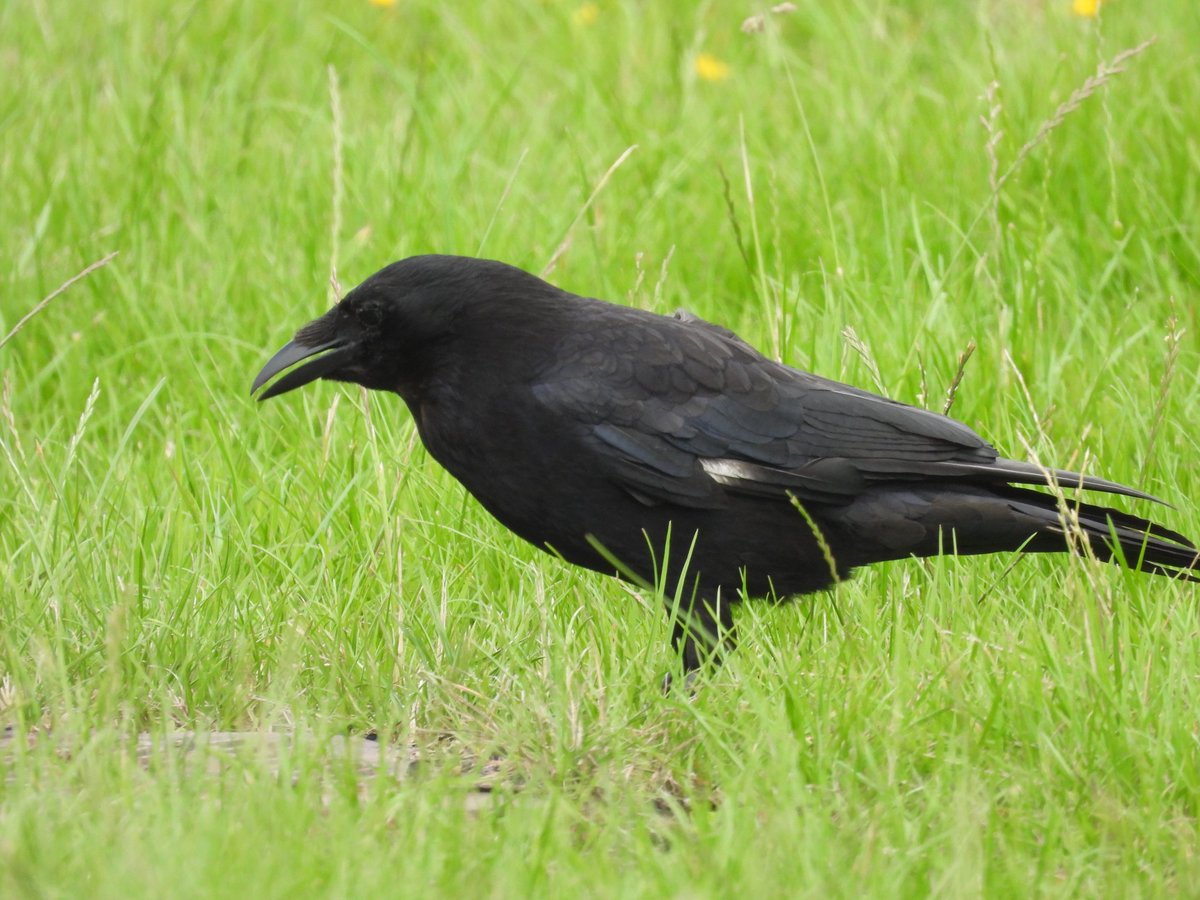 My first Ring Necked Parakeet and Carrion Crow at Gilwell Scout Campsite today.  
<a href="/Natures_Voice/">RSPB</a> <a href="/Britnatureguide/">The British Nature Guide</a> #BirdsSeenIn2024 #BirdsOfTwitter #photography #birdphotography #birding #TwitterNatureCommunity