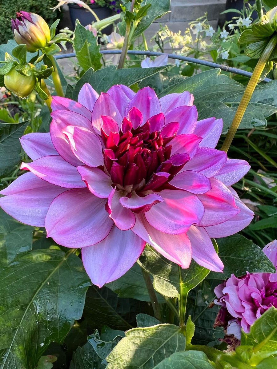 TheFlowerShow tweet picture