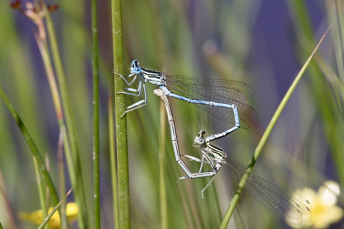e9doc's tweet image. White-legged Damselfly, Ober Water