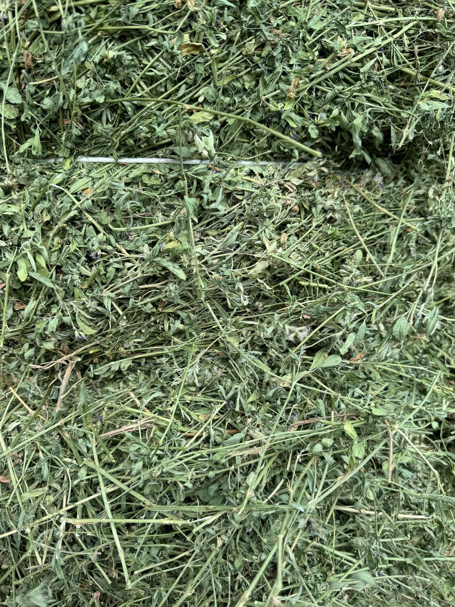 TrevorBales3's tweet photo. Does this much leaf do anything for anyone?    Curious.   Alfalfa.  #farming #feedstore #hayforsale https://t.co/UzhNW8WW0Z