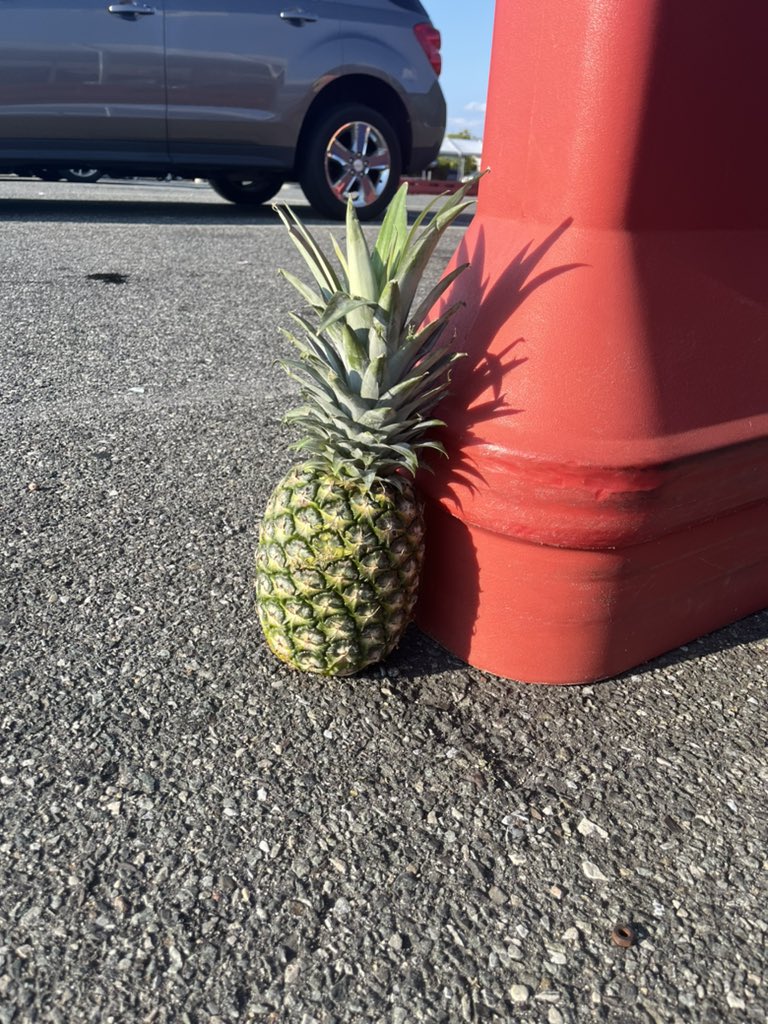 Stray pineapple at shop rite parking lot