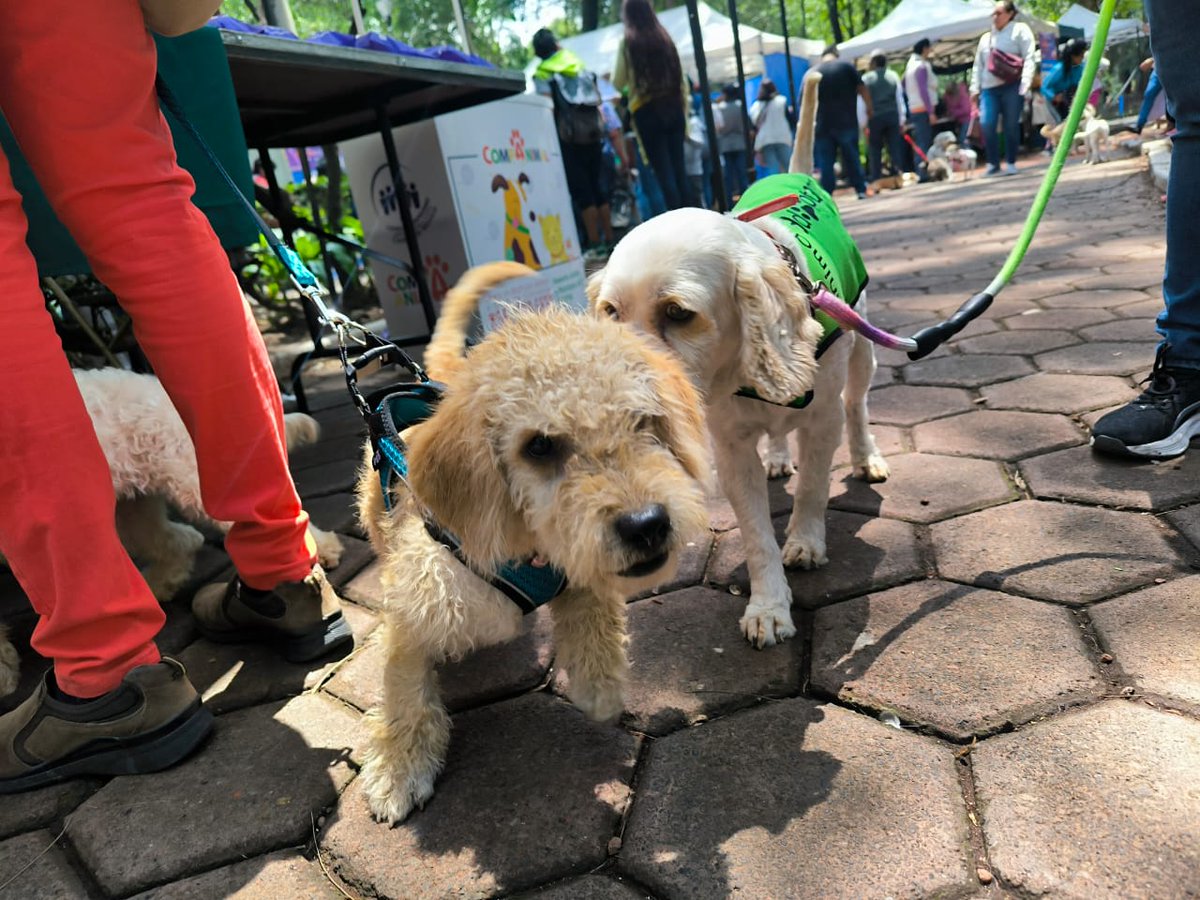 PAOTmx's tweet photo. También participamos en el #CanFest que se lleva a cabo en en Parque de la China 🌳, en #Azcapotzalco 📍
¡Acompáñanos y conoce #AdoptaCDMX!
🐕¡Feliz día del perro!🐕 https://t.co/rSfUOpA6fw