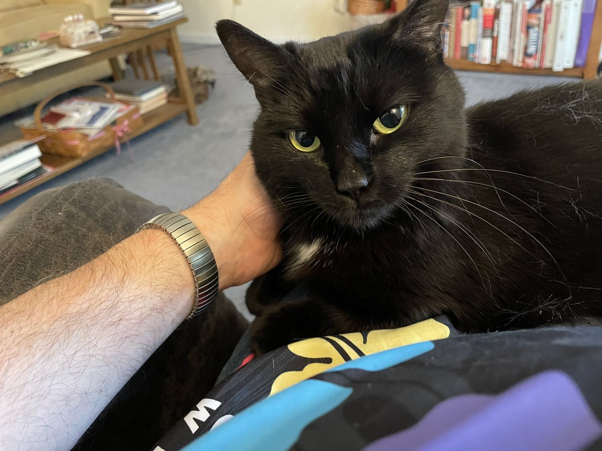 Reporterroblang's tweet photo. Hoping your Caturday is restful #Jules2 https://t.co/5Ibs2Neeug