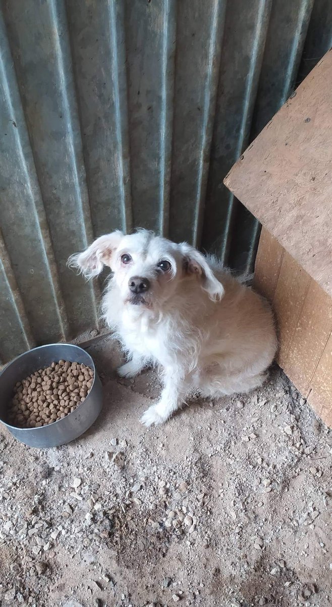 SosAbuelos1's tweet photo. ✔️ 𝐀𝐂𝐓𝐔𝐀𝐋𝐈𝐙𝐀𝐂𝐈Ó𝐍 𝐝𝐞𝐥 𝐂𝐀𝐒𝐎 ( sábado, 20 / 07 /24);

#LAIKA #ADOPTADAAA 😃

La abuelita más tierna del mundo ya ha encontrado una familia a la que adorar ... una a la que llamar suya. ¡ A ser feliz Laika el mundo es tuyo !  🤍🐾 https://t.co/UMoR1VFRtN