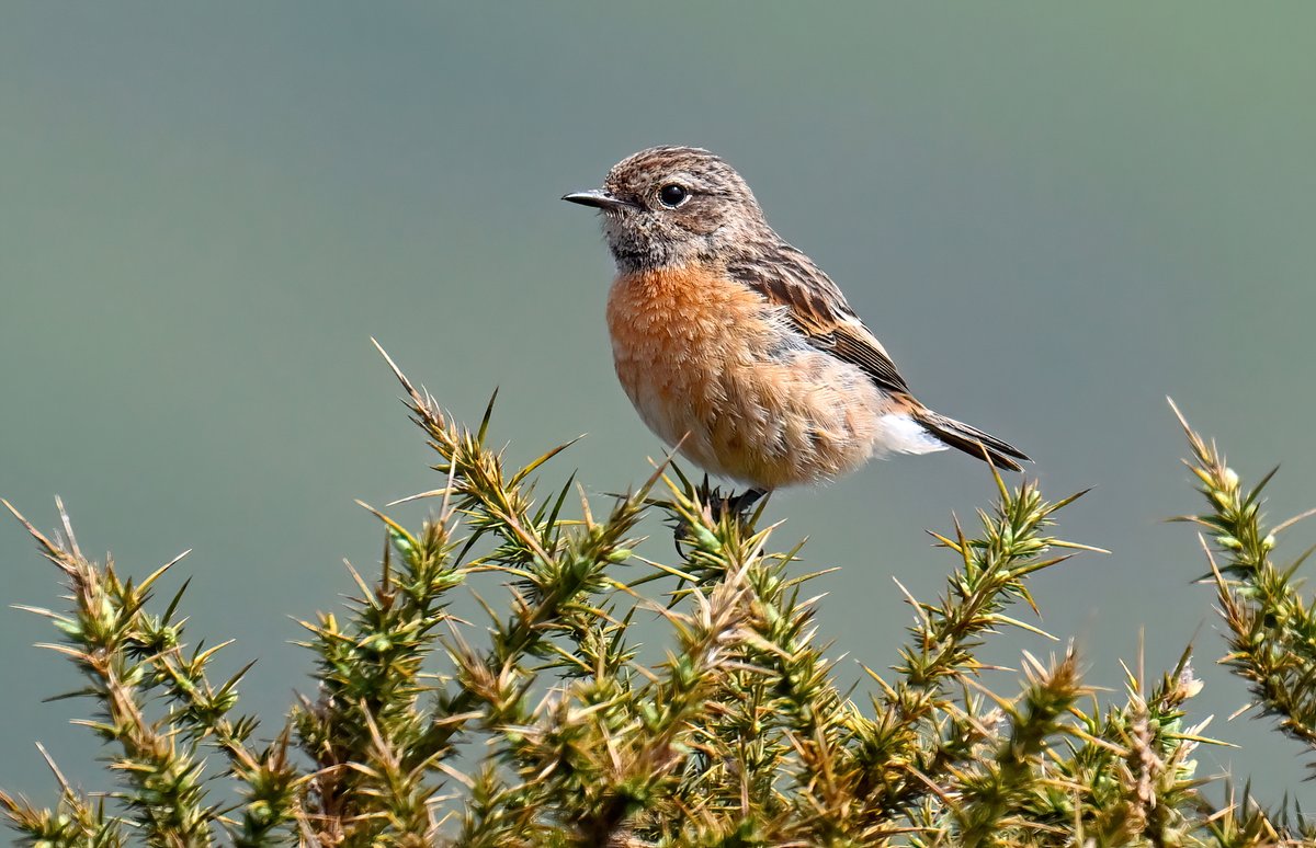 CarlBovisNature's tweet photo. Female Stonechat on gorse. 😍
 Taken recently on the Quantock Hills in Somerset. 🐦
Good morning everyone, hope you have a great Sunday! 😀👋 https://t.co/Nw18temoC5