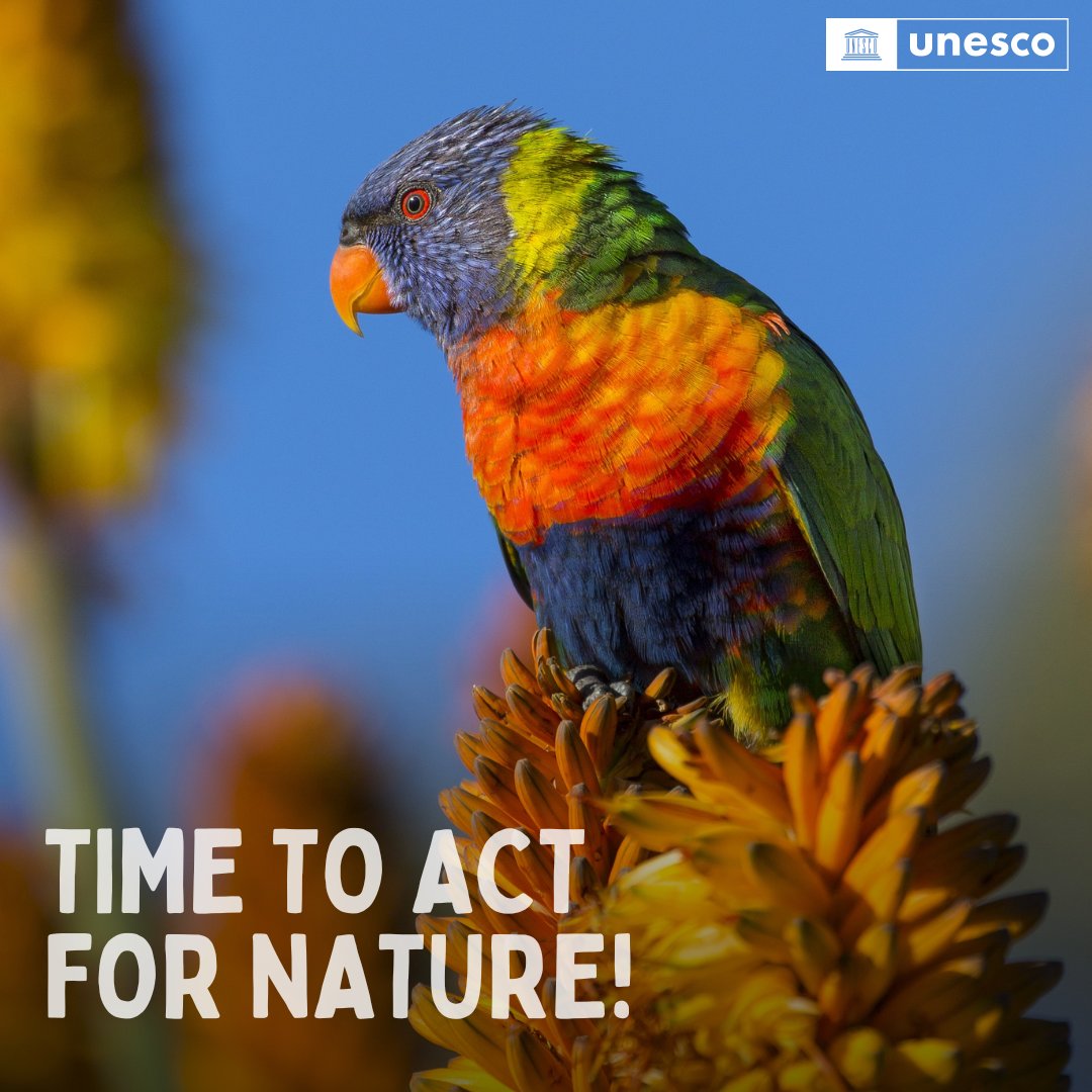 The vibrant colors of biodiversity paint our world with beauty and life. 🌿🦜

But today, loss or damage of natural environments is among the biggest threats to wildlife.

Let’s all stand #ForNature NOW!

Get involved: unesco.org/en/biodiversity