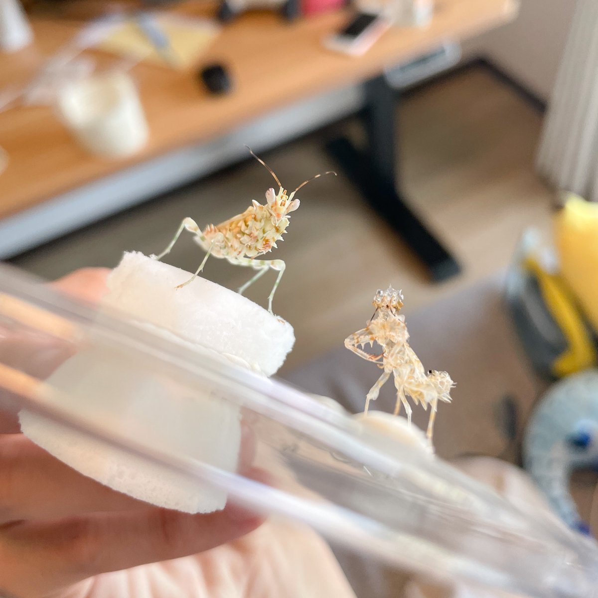 アフリカメダマカマキリちゃん、
オス第1号無事に羽化！！！
綺麗に脱げたね〜〜〜✨✨