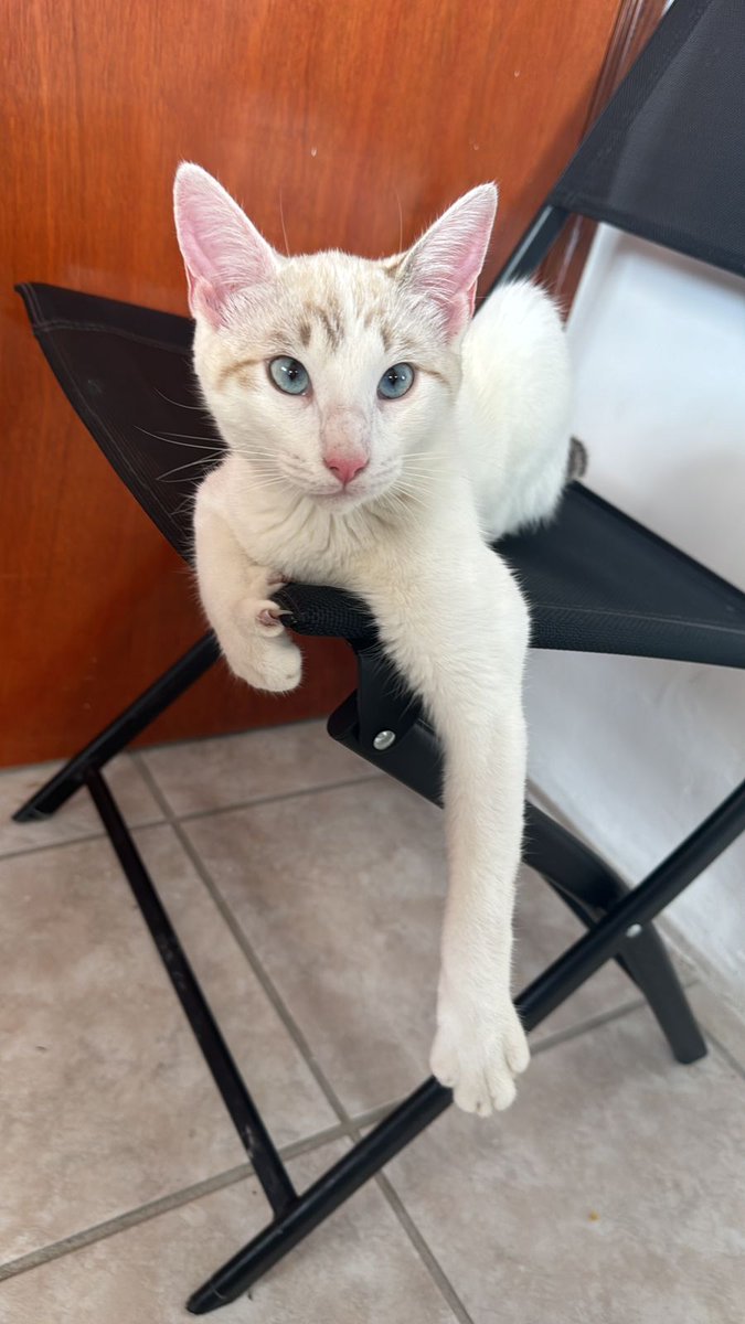 Esthela41671382's tweet photo. @Trafico_ZMG @GdlCroqueton @ExtraviaDog @patitasGDL_resc x favor ayuden a localizar esta gatita, se la llevaron de la Av Prolongación Galeana y Rosas, Col Girasoles Acueducto. https://t.co/ADc8bl2Qg4