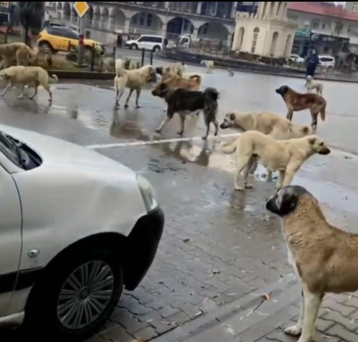 Evde besledikleri         Milletin Muhatap Olduğu