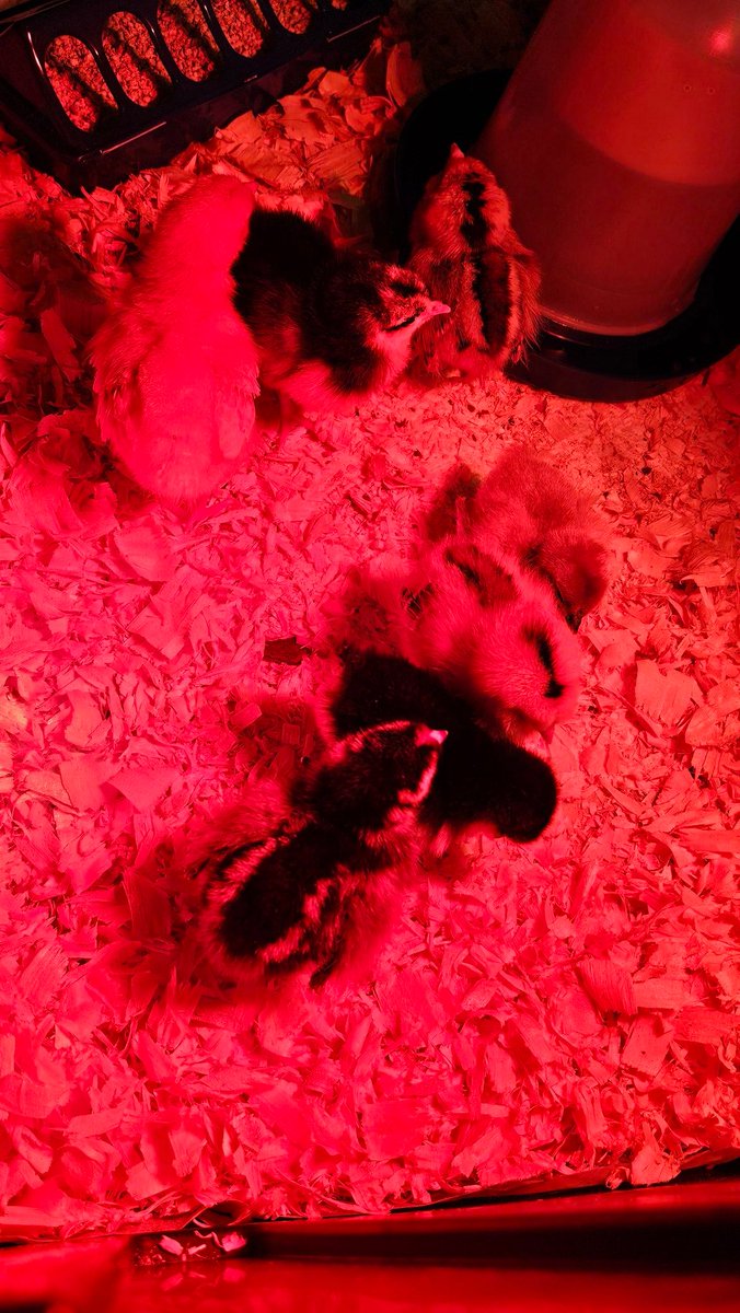 mrwagmi.encrypted tweet media