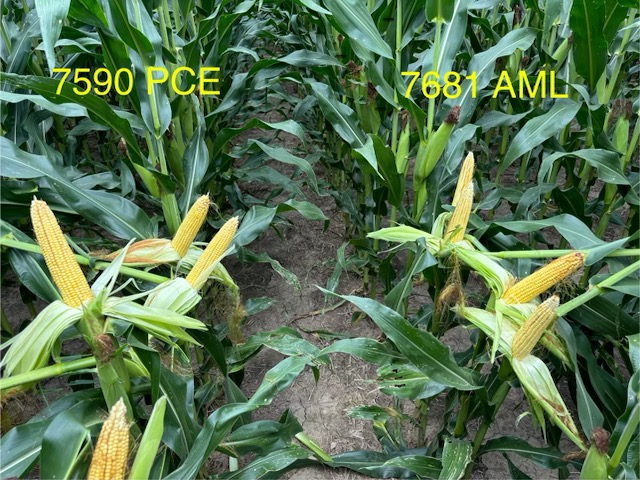 TheRightSeed's tweet photo. We are loving how good our new PowerCore Enlist corn is looking in Southwest Missouri. 🌽
Be sure to reach out to your local rep to learn about corn products for your area.
#TheRightSeed #PowerCoreEnlist https://t.co/gyTOob4LWf
