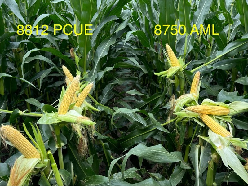 TheRightSeed's tweet photo. We are loving how good our new PowerCore Enlist corn is looking in Southwest Missouri. 🌽
Be sure to reach out to your local rep to learn about corn products for your area.
#TheRightSeed #PowerCoreEnlist https://t.co/gyTOob4LWf