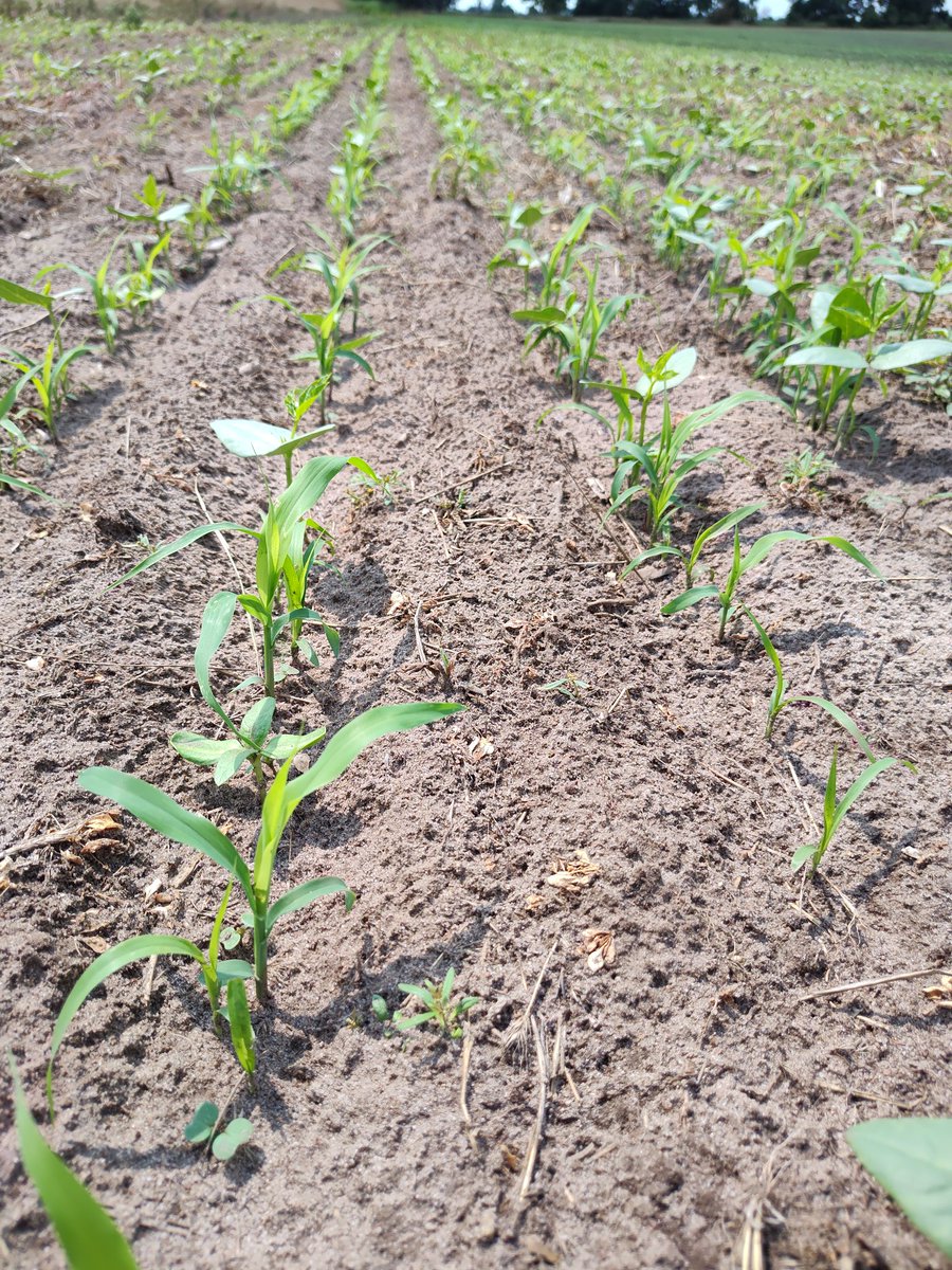 NEmyrich's tweet photo. #cowchow on the way. The cowpeas are 🔥 https://t.co/yAL8IFZzTc