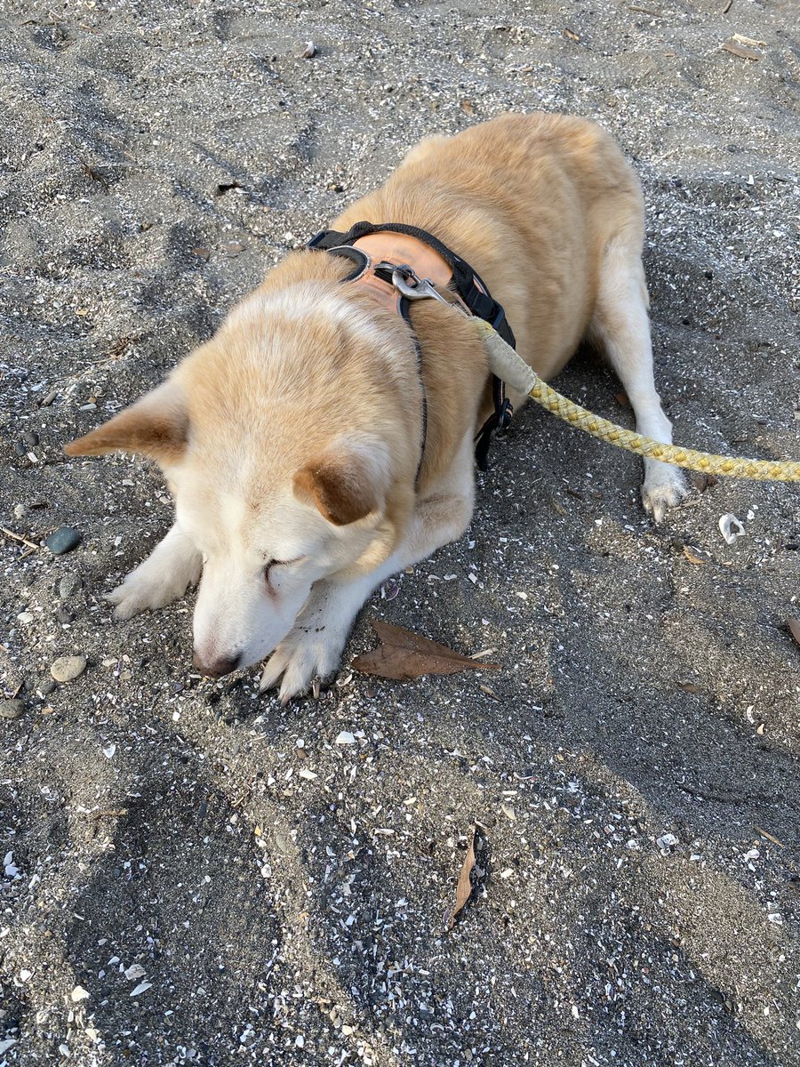 おはようございます🏖️
朝の散歩はチャッピー君の好きな海へ足を運びました。
たくさんのお手紙を読めました！
💩ミッションもクリアして潮風を楽しんでいます🐶
#犬のいる幸せ  #dogs #dog #15歳4ヶ月　#家族　#散歩　#愛犬　#family #海　#sea