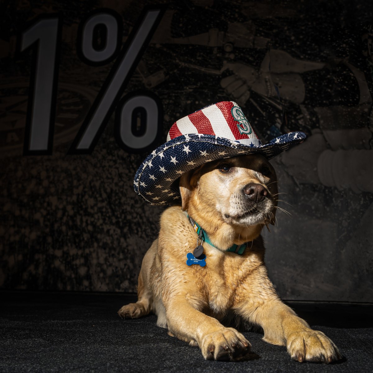 Tucker the Mariners Pup tweet media