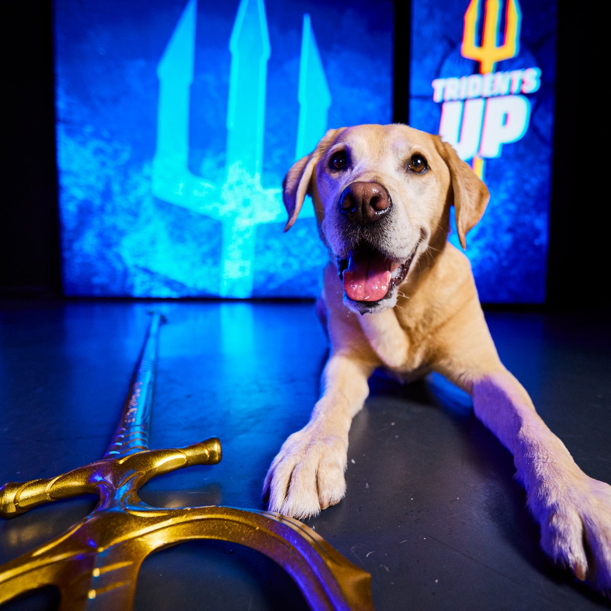 Tucker the Mariners Pup tweet media