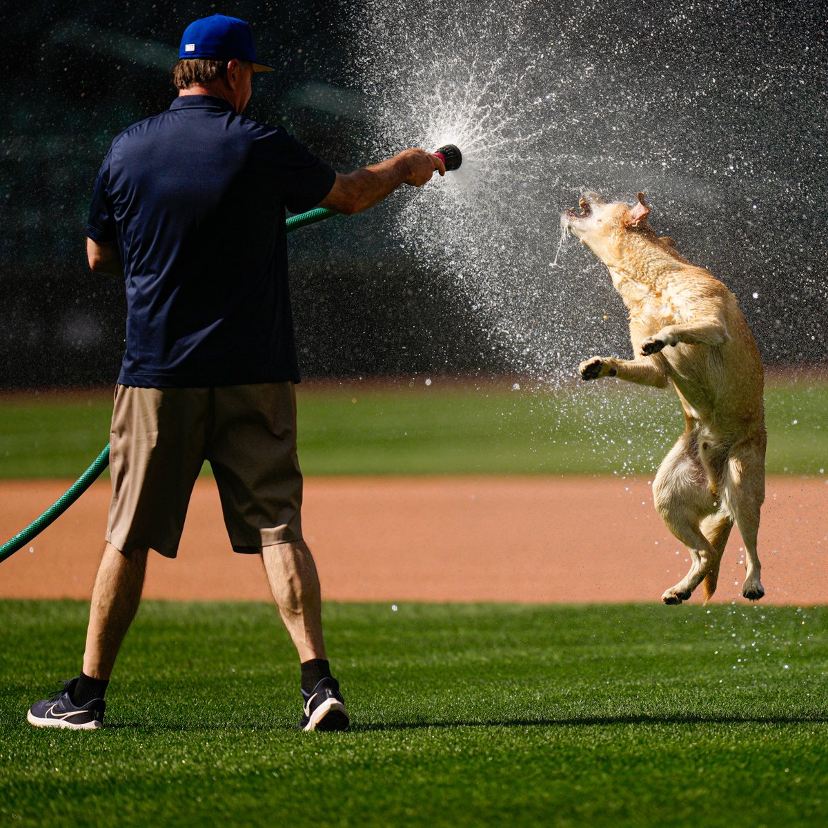 Tucker the Mariners Pup tweet media