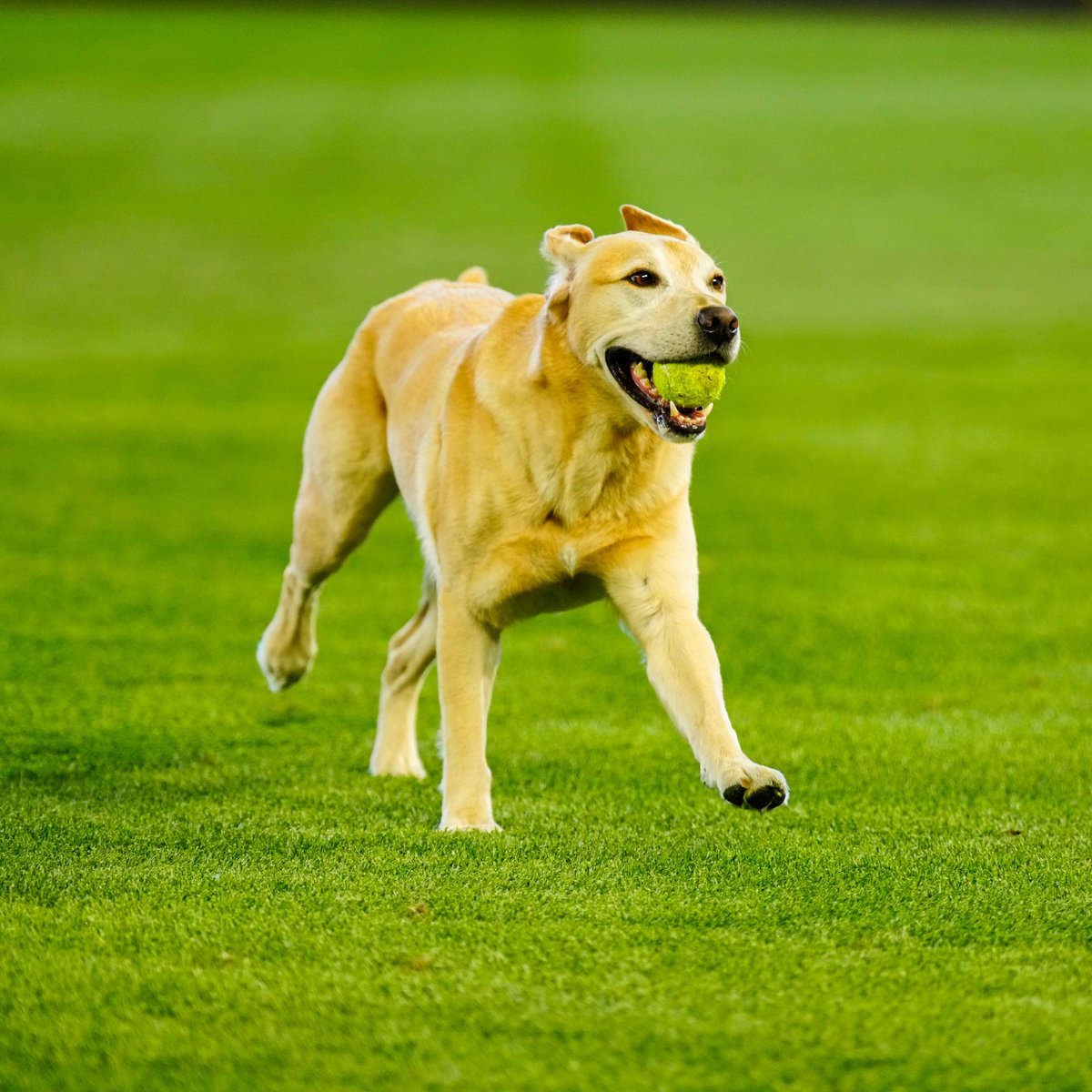 Tucker the Mariners Pup tweet media
