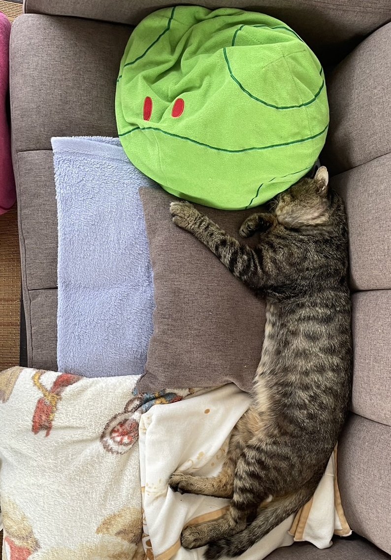 nyankoloveeee's tweet photo. 暑いにゃ https://t.co/YFBd5TUJD1