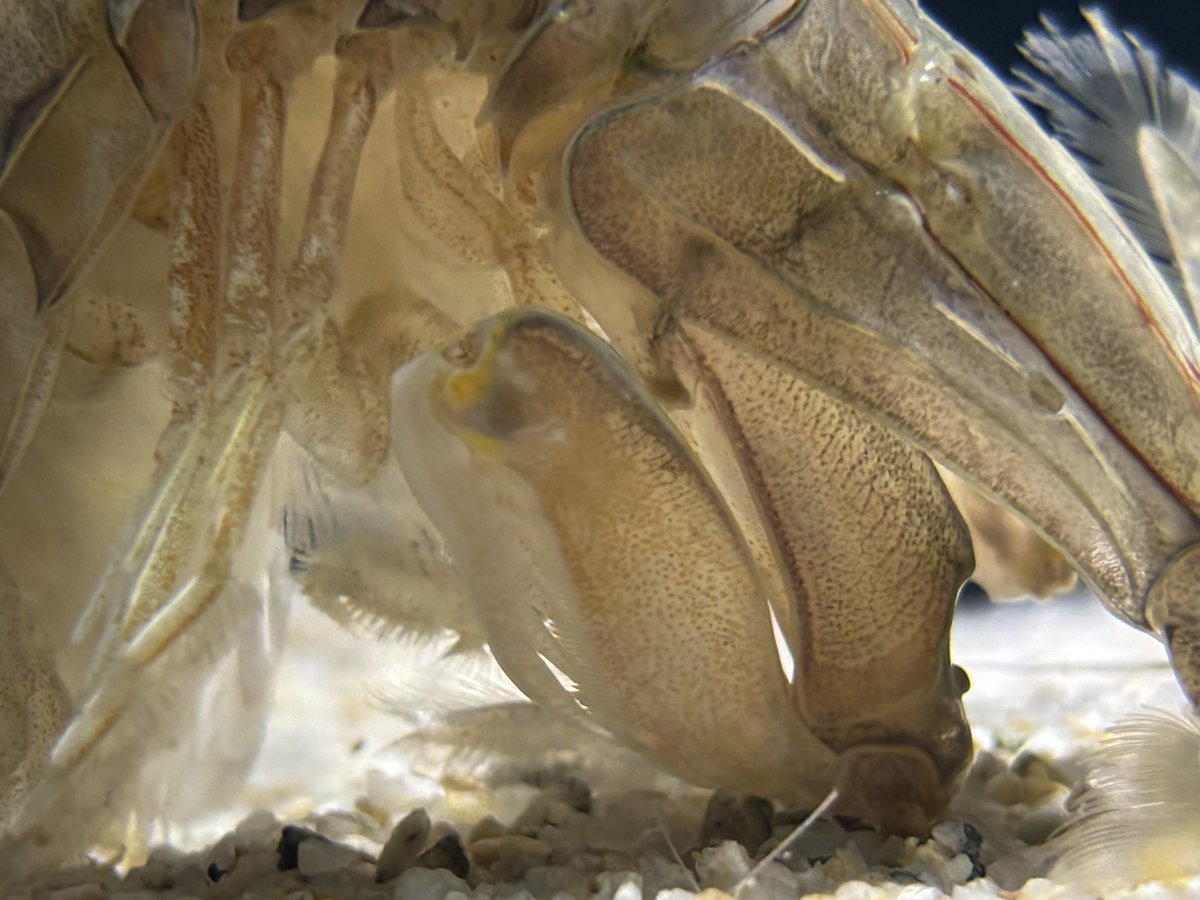 鶴岡市立加茂水族館 on X