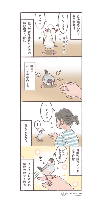 不安な鳴き方を真似すると心配して駆けつけてくれる文鳥達優しい✨
#文鳥 
#4コマ漫画 