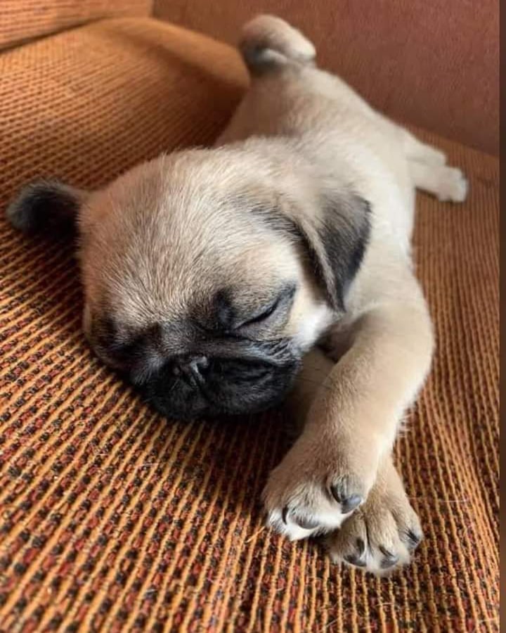 pugloverstw's tweet photo. Pug Lovers https://t.co/l0mcw8TwjX