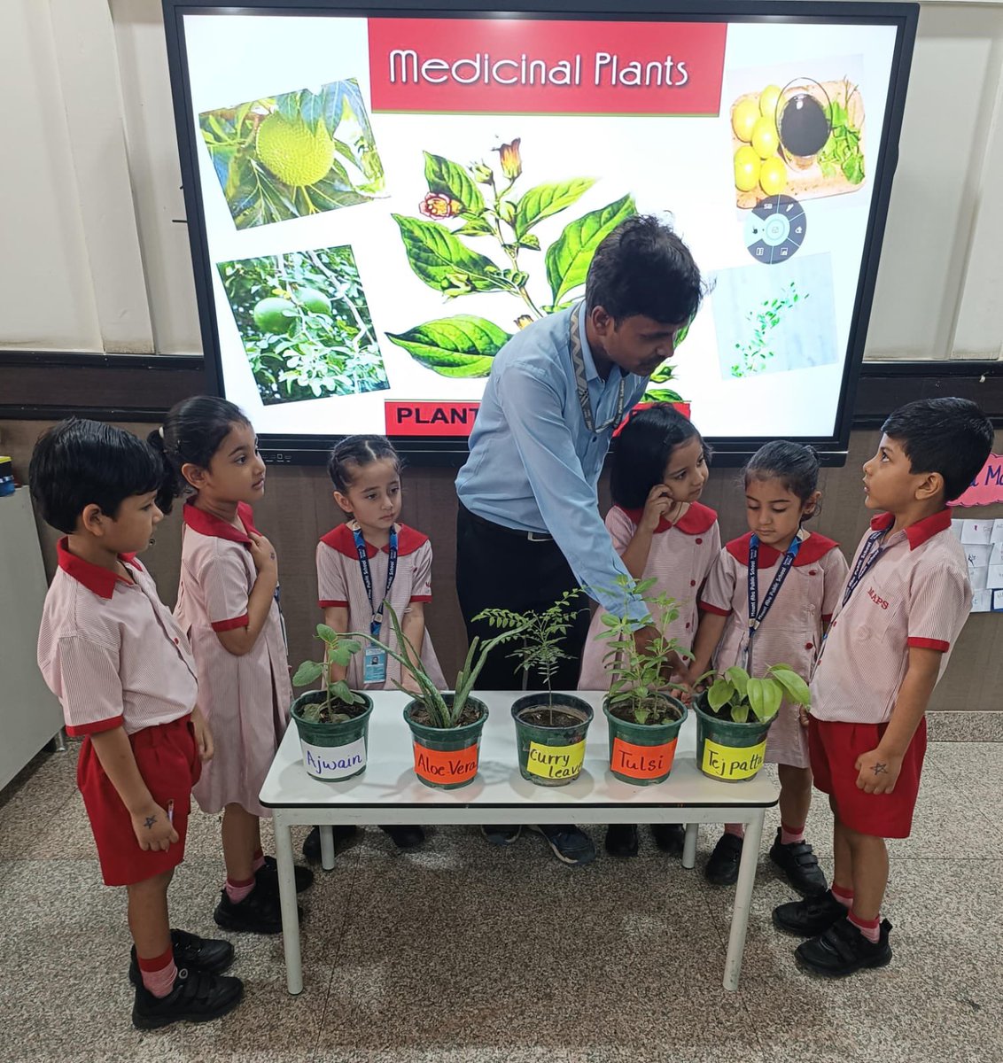 MtAbuSchool's tweet photo. Our entire Learning Community, from #educators to #gardeners, are vibrant resources for our #IB #PYP #EarlyAges. 

Young explorers, guided by our gardener, uncovered secrets of Tulsi, Aloe Vera, Curry Leaves &amp; Ajwain, sparking a passion for nature and environmental stewardship. https://t.co/mHhnljNd54
