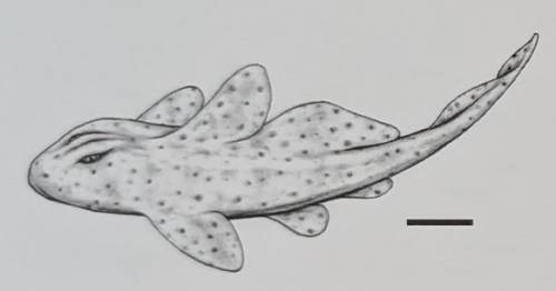ESCONI's tweet photo. Mazon Monday #224: Holmacanthus keithi #fossils #paleontology #MazonCreek #MazonMonday #shark #sharkweek #pennsylvanian #pit11
https://t.co/QkZibNUMlZ https://t.co/5PBWfJTIjT