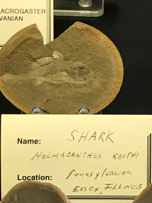 Mazon Monday #224: Holmacanthus keithi #fossils #paleontology #MazonCreek #MazonMonday #shark #sharkweek #pennsylvanian #pit11

esconi.org/esconi_earth_s…